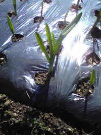 Image029